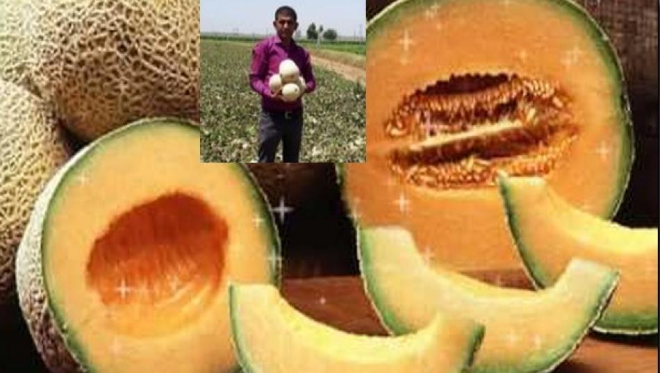 Gujarat&nbsp;Farmer earns 21 lakh in 70 days through muskmelon farming