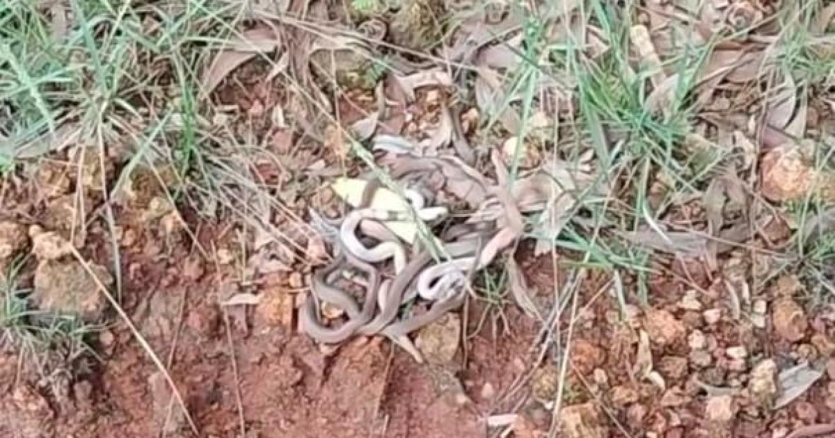 a-snake-with-24-cubs-found-in-a-house-kanyakumari