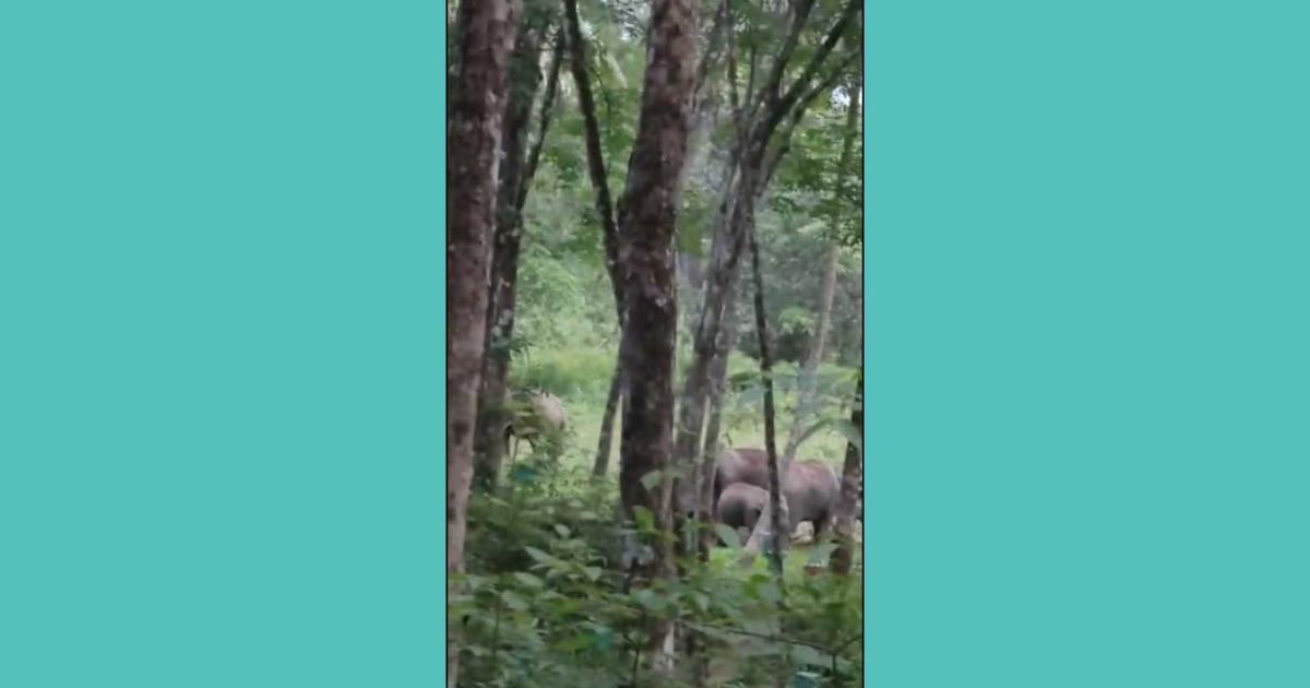 A-herd-of-7-elephants-near-Kodaiyar-Power-Station