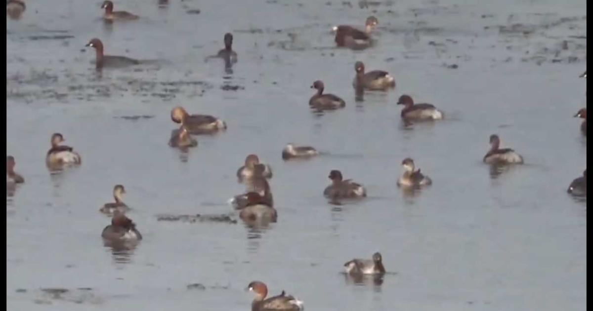Happy-swimming-of-baby-ducks-in-the-Kandykaiperi-pond