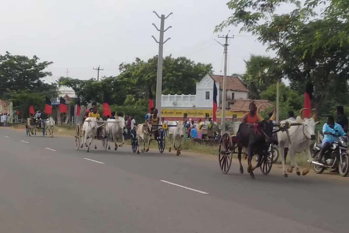 Bullock-cart-competition-near-thisayanvilai-First-prize-of-1-lakh