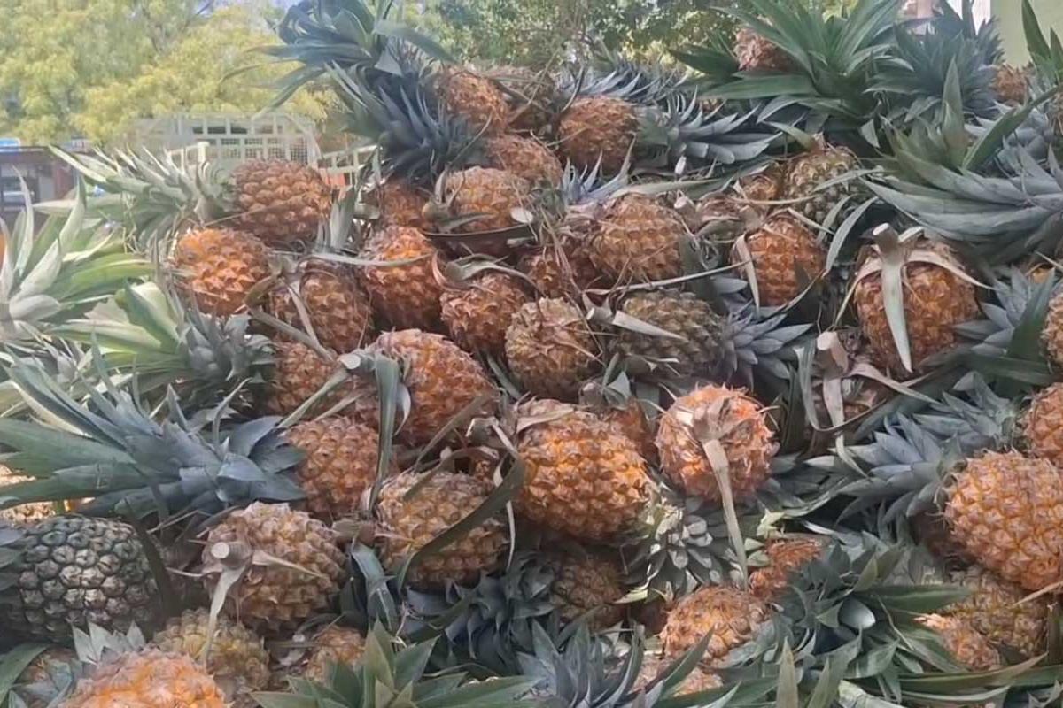 Benefits-of-pineapple-in-summer-Sales-are-heating-up-in-tirunelveli