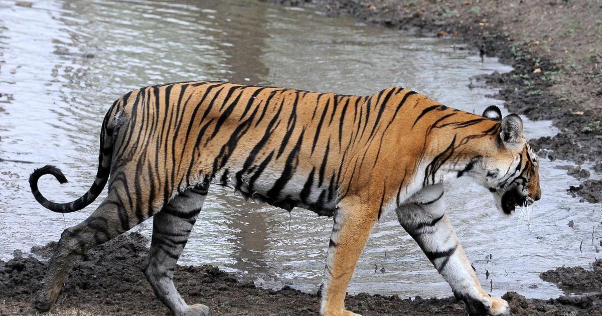 tiger-dies-in-the-western-ghats-10-000-acres-of-land-in-the-thanjavur-delta-will-become-barren