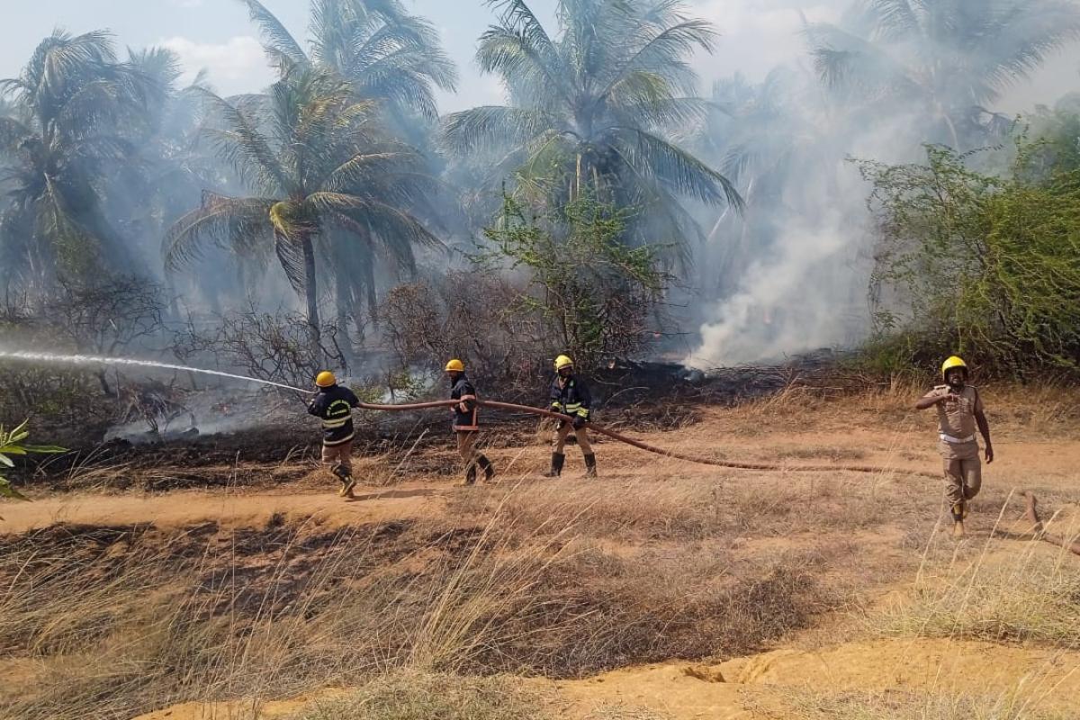 100-coconut-trees-burnt-in-fire-damaged-near-Nanguneri