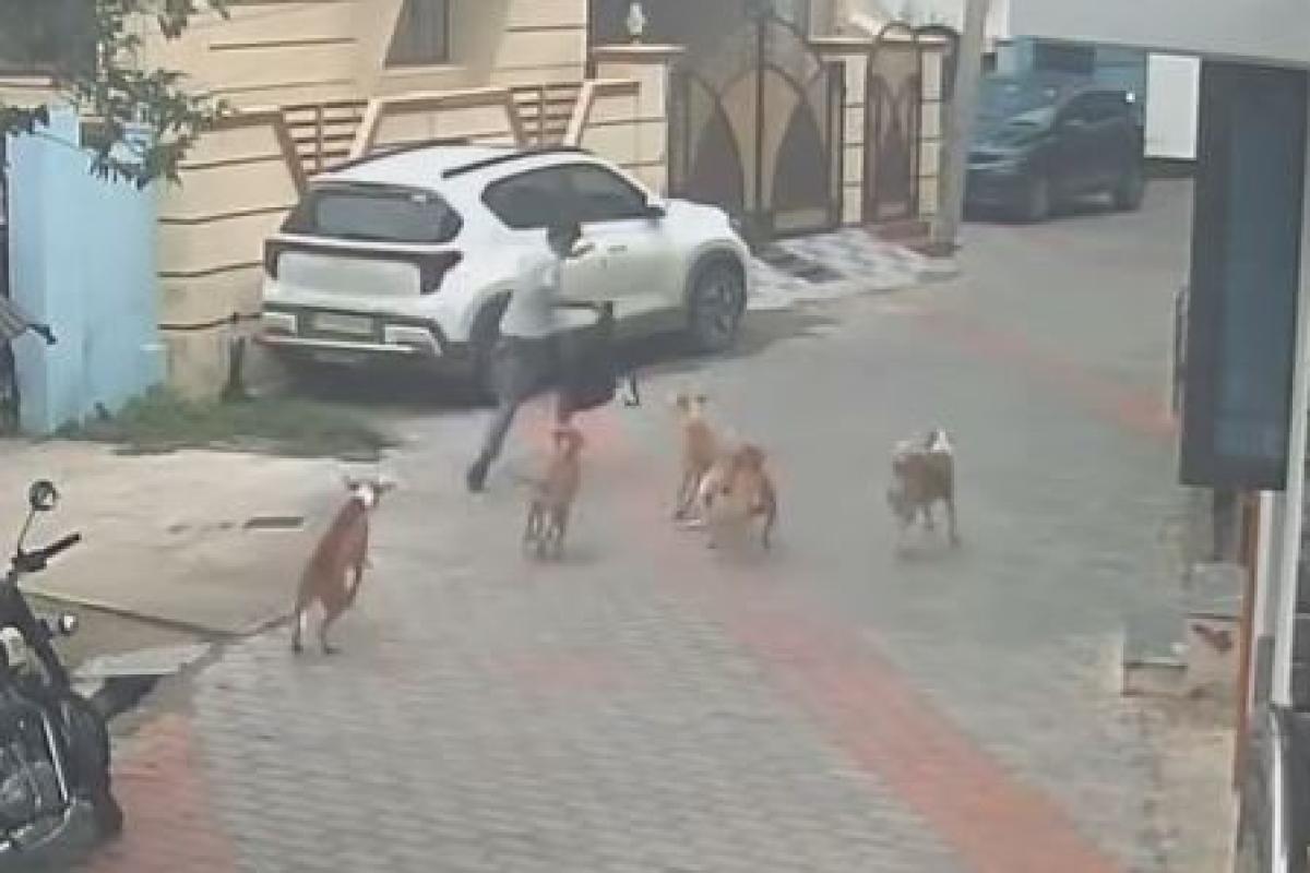 dogs-chased-student-in-nellai