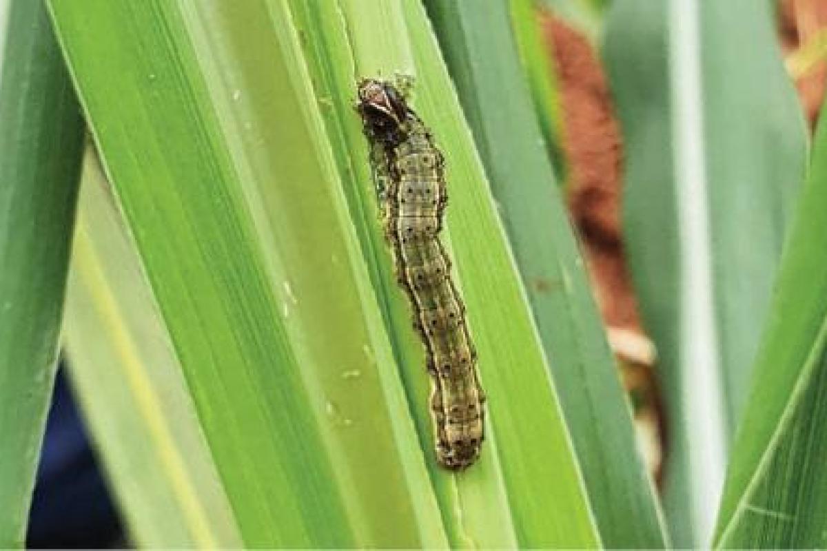 how-can-farmers-protect-their-corn-crop-from-the-american-bollworm-attack