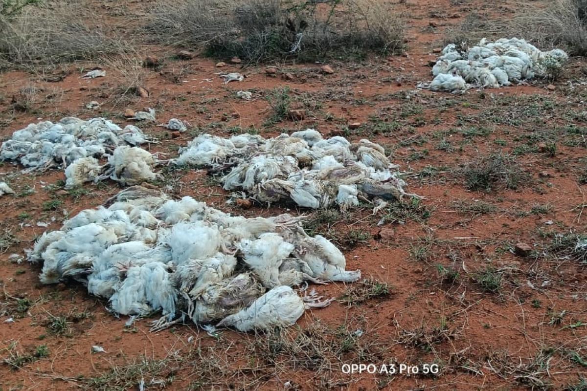 2-people-including-the-farm-owner-arrested-for-throwing-dead-chickens-in-the-open-place-in-madavakurichi