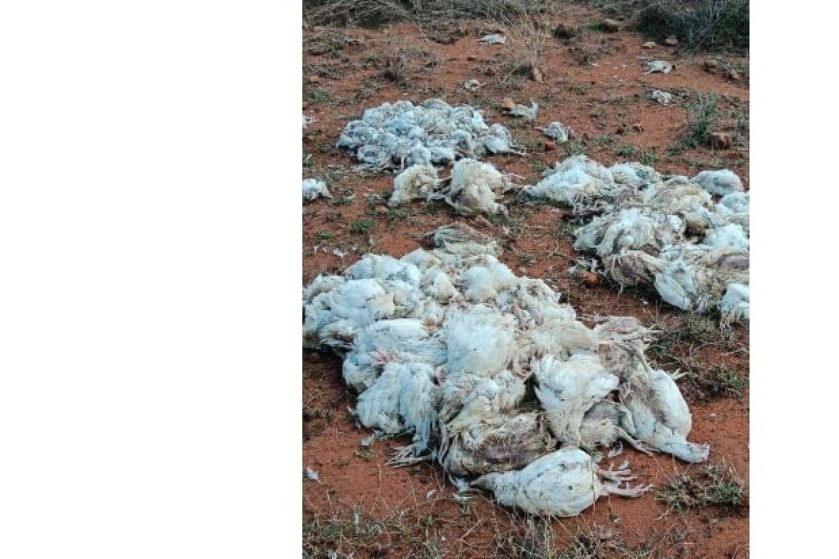 Dead-chickens-dumped-in-Madavakurichi-near-Nellai