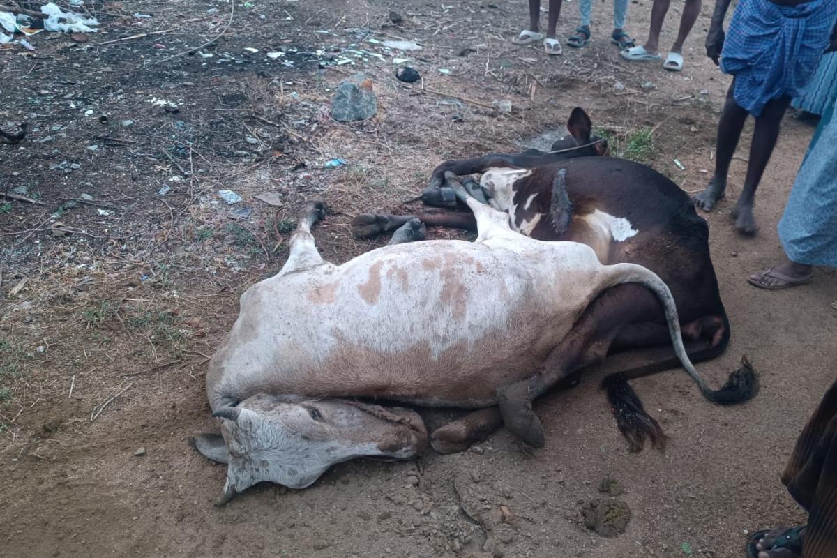 cows-die-of-electrocution-after-drinking-water-from-a-pond-in-samugarengapuram