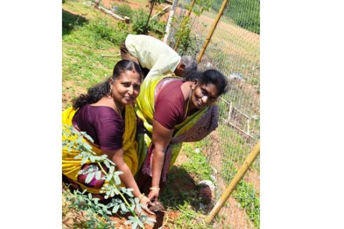 Sri-Daya-Foundation-Bharat-Seva-sowing-palm-seeds-in-nellai
