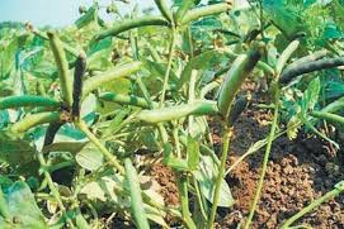 how-to-apply-for-prime-minister-s-crop-insurance-for-lentil-and-millet-crops