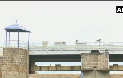 govt-should-repair-sathiyar-dam-in-palamedu-in-madurai-district