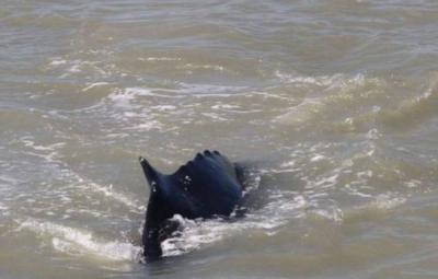 whale-in-the-river-prey-for-crocodiles