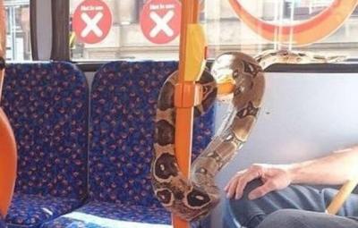 man-is-spotted-wearing-a-snake-instead-of-a-face-mask-as-he-takes-ride-on-the-bus