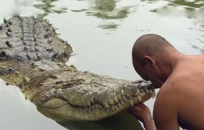 vegetarian-crocodile-babiya-enters-temple-leaves-after-priest-s-mantra