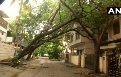 3-persons-killed-and-380-trees-fallen-in-tamilnadu-as-nivar-storm-weakens