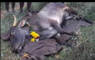 the-villagers-bid-farewell-to-the-bull-that-was-sacrificed-at-the-bullfight