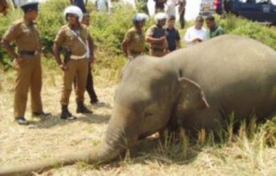 high-court-directs-cbi-to-probe-elephant-deaths