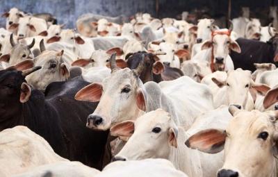 karnataka-anti-cattle-slaughter-bill