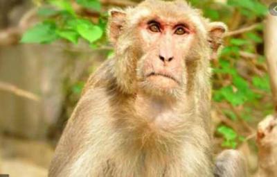 the-cruelty-of-killing-the-baby-monkey-who-came-in-through-the-hole