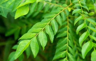 what-are-the-benefits-of-curry-leaves