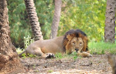 corona-infection-confirmed-8-lions-hyderabad-zoo