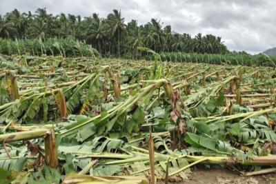 Banana-trees-broken-by-strong-winds-in-Kanyakumari-district