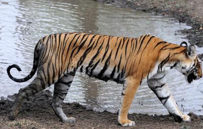 tiger-dies-in-the-western-ghats-10-000-acres-of-land-in-the-thanjavur-delta-will-become-barren