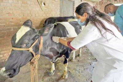 Vacant-veterinary-posts-in-Kanyakumari-When-will-they-be-filled