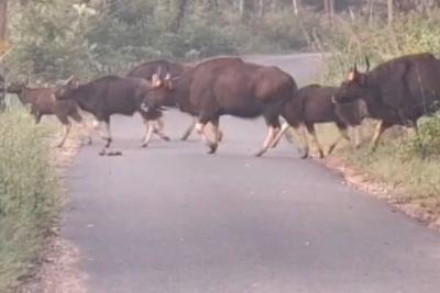 indian-gaur-crooses-road