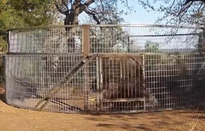 forest-officials-give-promise-to-catch-wild-boar-in-kalakkadu