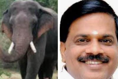 kanyakumari-elephant-issue-in-keeripparai