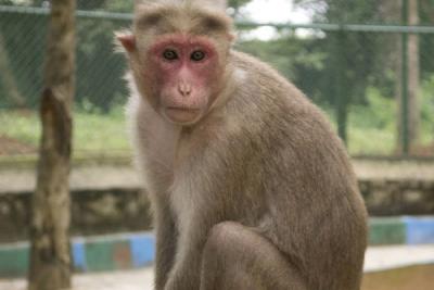 A-monkey-prank-on-a-temple-visitor-robbed-of-a-wallet-containing-Rs-20-lakhs-of-jewellery