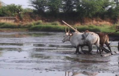 village-development-new-scheme-in-tirunelveli