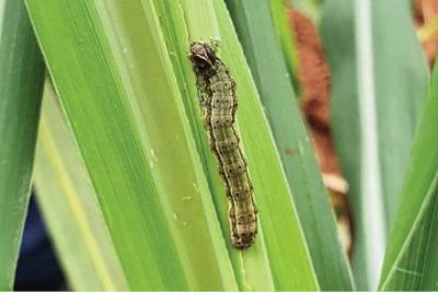 how-can-farmers-protect-their-corn-crop-from-the-american-bollworm-attack
