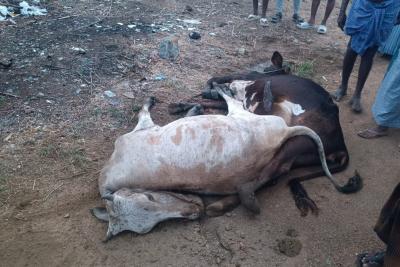 cows-die-of-electrocution-after-drinking-water-from-a-pond-in-samugarengapuram