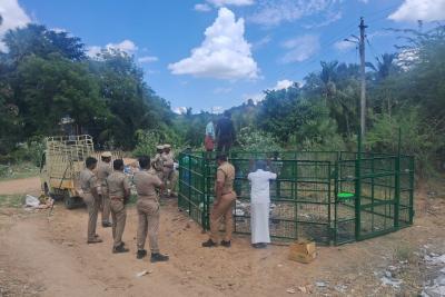 crop-damage-in-papanasam-forest-reserve-villages-special-cage-to-catch-wild-boars