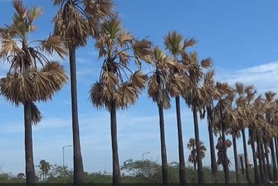 palm-trees-suddenly-burnt-on-kulasekarapattinam-seashore