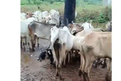 seeman-arrested-in-palayamkottai