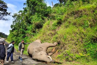 radhakrishnan-elephant-s-skull-shattered-after-falling-20-feet-shocking-findings-in-autopsy