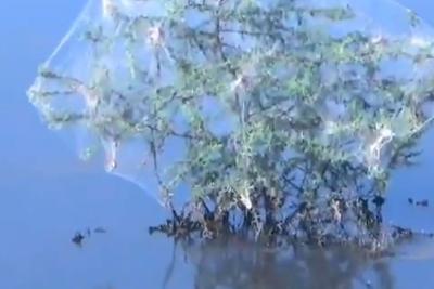 spot-billed-pelican-spotted-in-kandigaiperi-pond-near-valliyur