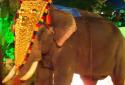Elephant-Kerala-Guruvayur