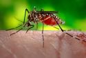 52 people died in dengue fever in Tamil Nadu-central ministry informed