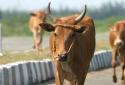 Cow-fine-Chennai-Chennai Corporation