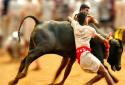 Jallikattu Keep track of 6 Members team