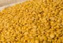 Self-sufficiency in pulses production - Indian agriculture department