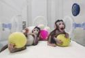 Chinese scientists record for creating cloning monkeys