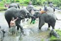 The elephant bite the hand of the mahout in kerala when giving food