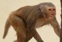 monkey snatched a money bag of a local businessman