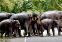 Petition to demand Elephants route to recover from Coimbatore